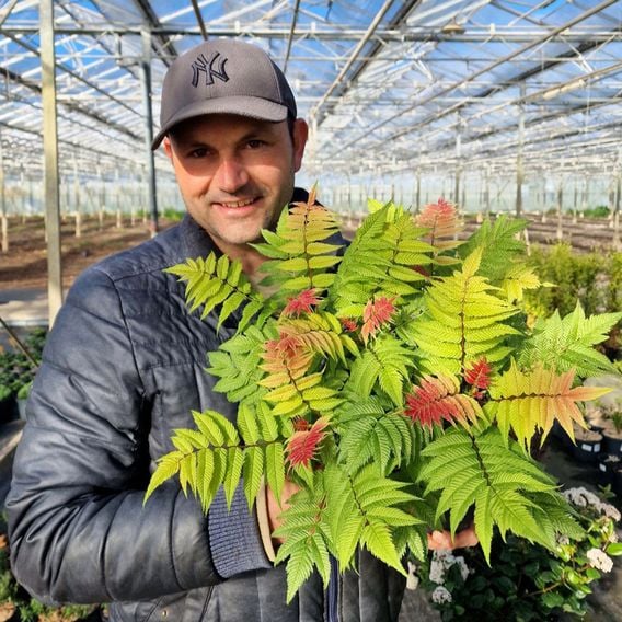 Sorbaria sorbifolia 'Crimson Feathers'