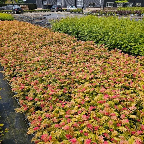 Sorbaria sorbifolia 'Crimson Feathers'