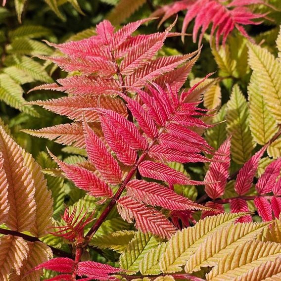 Sorbaria sorbifolia 'Crimson Feathers'