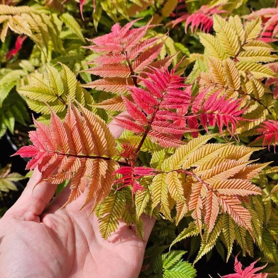 Sorbaria sorbifolia 'Crimson Feathers'