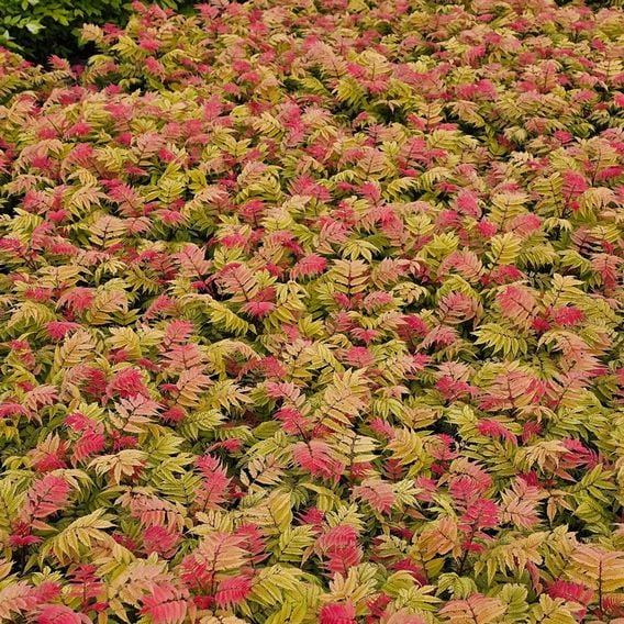 Sorbaria sorbifolia 'Crimson Feathers'