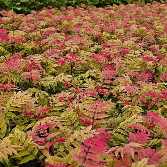 Sorbaria sorbifolia 'Crimson Feathers'