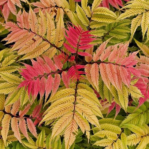 Sorbaria sorbifolia 'Crimson Feathers'