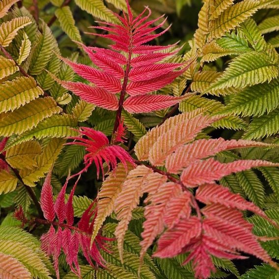 Sorbaria sorbifolia 'Crimson Feathers'