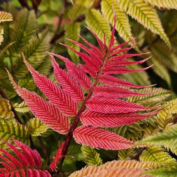 Sorbaria sorbifolia 'Crimson Feathers'