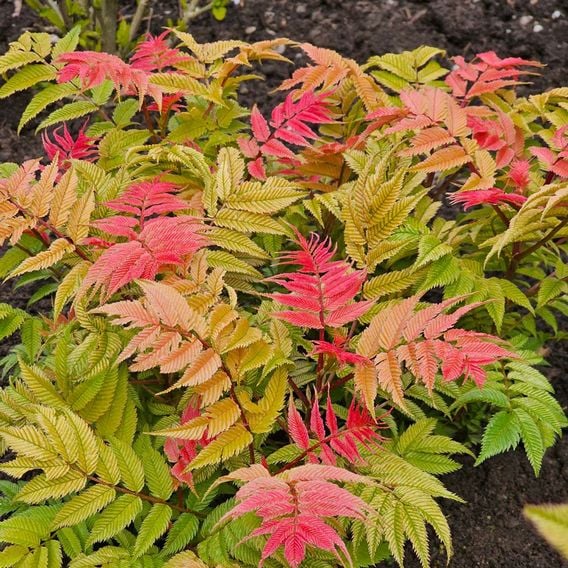 Sorbaria sorbifolia 'Crimson Feathers'