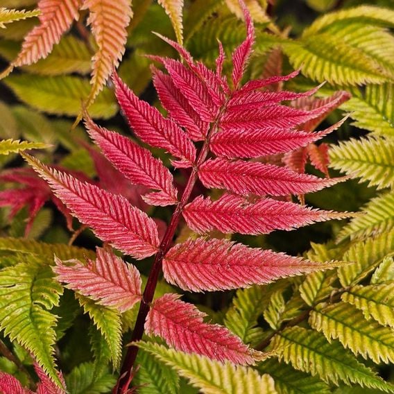 Sorbaria sorbifolia 'Crimson Feathers'