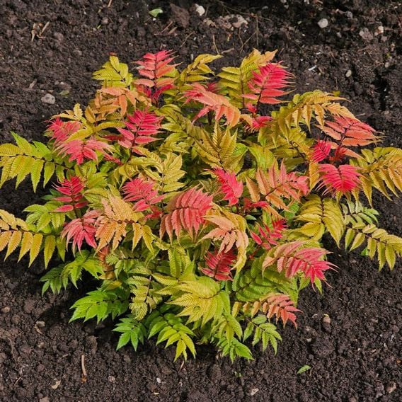 Sorbaria sorbifolia 'Crimson Feathers'