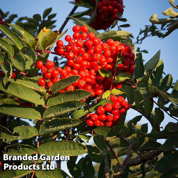Sorbus aucuparia 'Ember Glow'