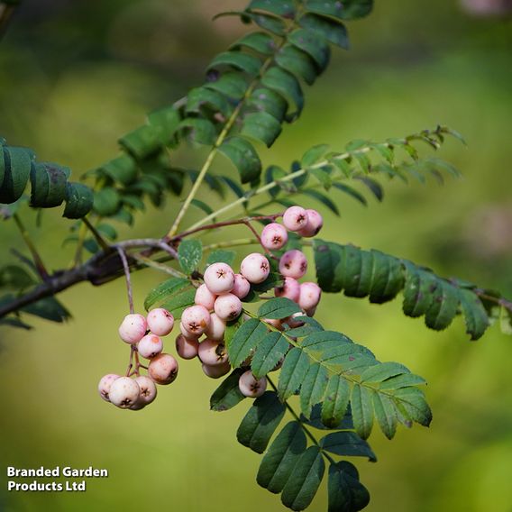 Sorbus hupehensis (Mature Tree)