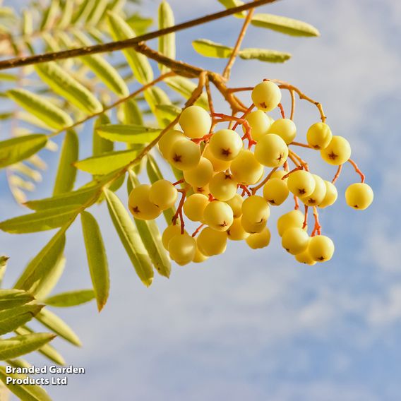 Sorbus 'Joseph Rock'