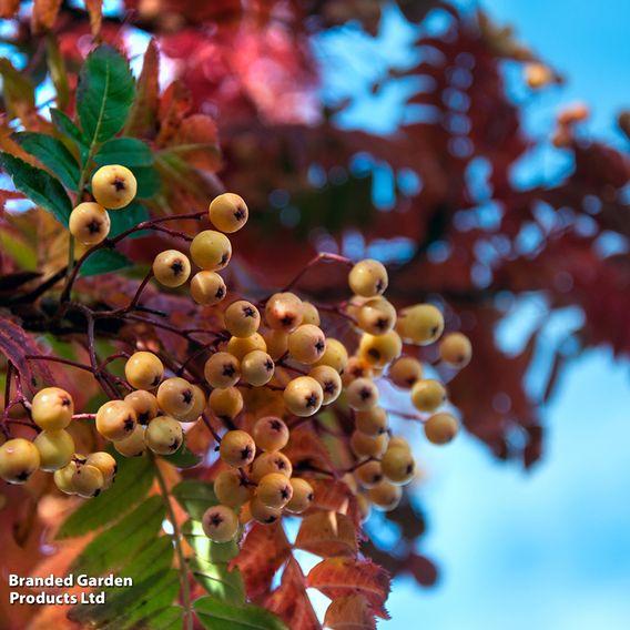 Sorbus 'Joseph Rock'