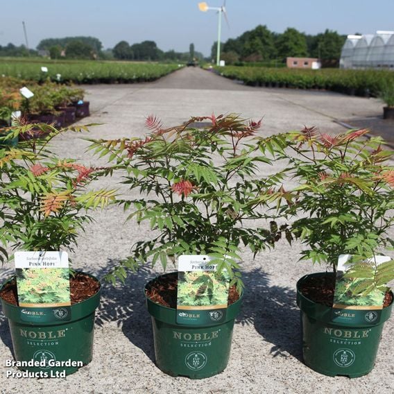 Sorbaria sorbifolia 'Pink Hopi'