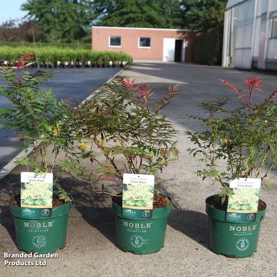 Sorbaria sorbifolia 'Pink Hopi'