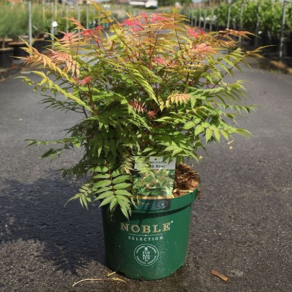 Sorbaria sorbifolia 'Pink Hopi'
