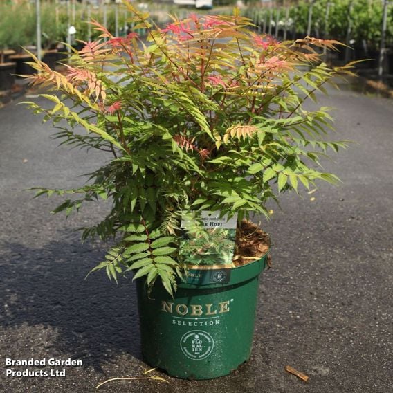 Sorbaria sorbifolia 'Pink Hopi'