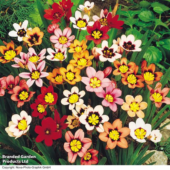 Summer Bulb Special Collection