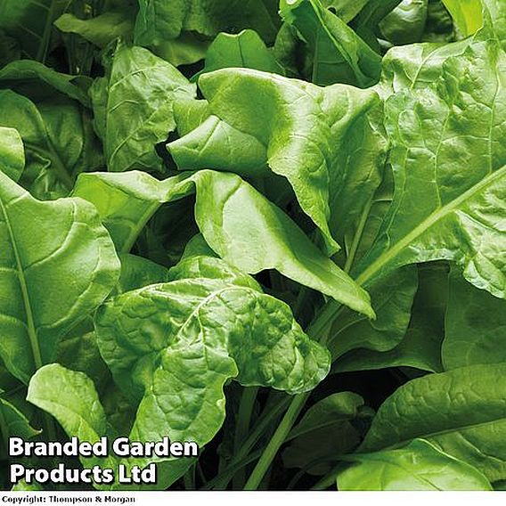 Keep Cropping Spinach Plants - Perpetual