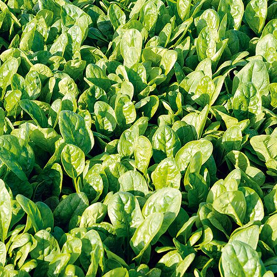 Spinach 'Patton' F1 - Seeds