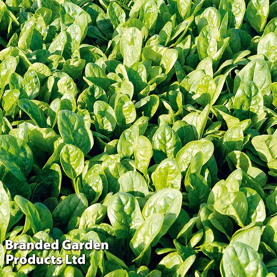 Spinach 'Patton' F1 - Seeds