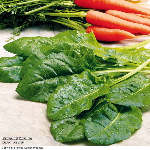 Spinach 'Perpetual' (Spinach Beet) - Organic Seeds