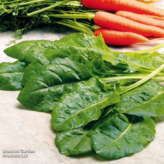 Spinach 'Perpetual' (Spinach Beet)
