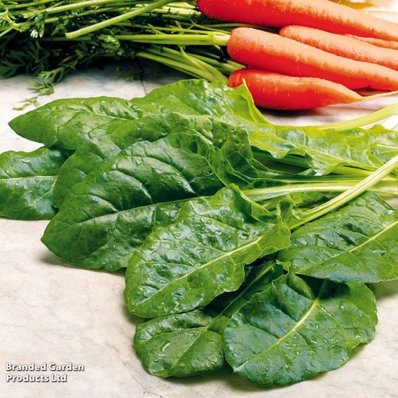 Spinach 'Perpetual' (Spinach Beet)