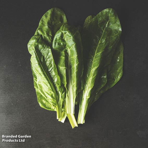 Spinach 'Perpetual' (Spinach Beet) - Organic Seeds