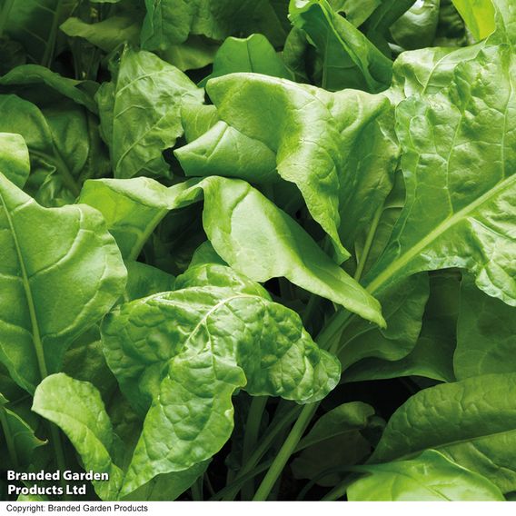 Spinach 'Perpetual' (Spinach Beet) - Organic Seeds