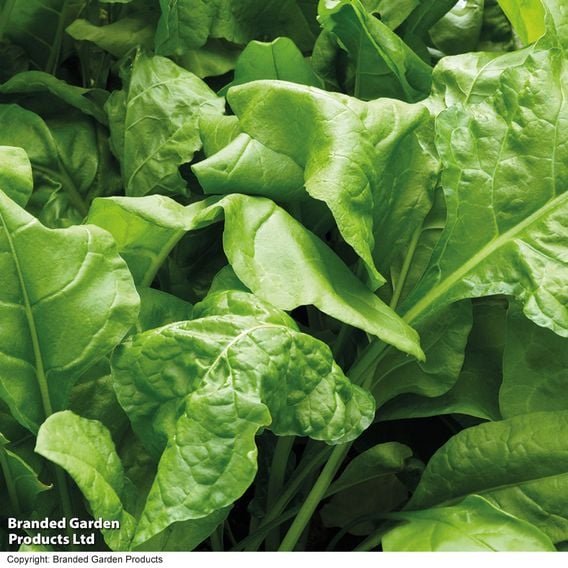 Spinach 'Perpetual' (Spinach Beet)