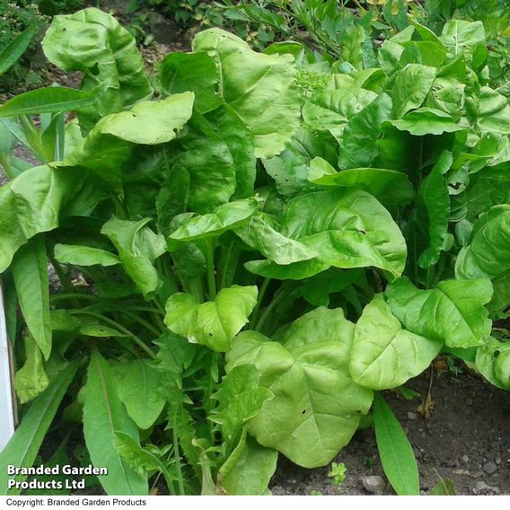 Spinach 'Perpetual' (Spinach Beet) - Organic Seeds