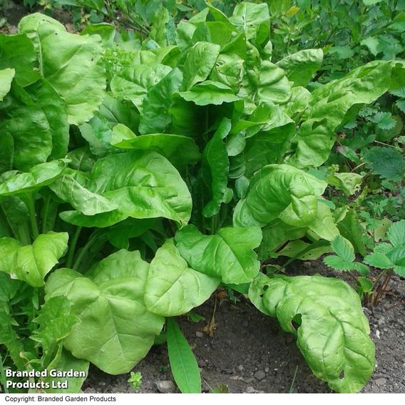 Spinach 'Perpetual' (Spinach Beet) - Organic Seeds