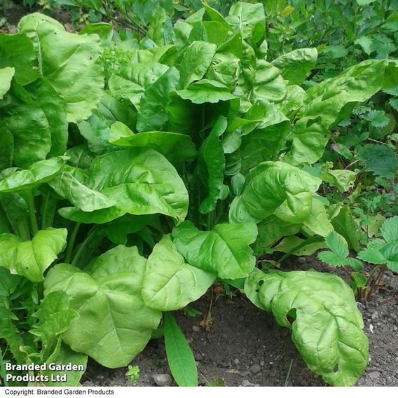 Spinach 'Perpetual' (Spinach Beet)