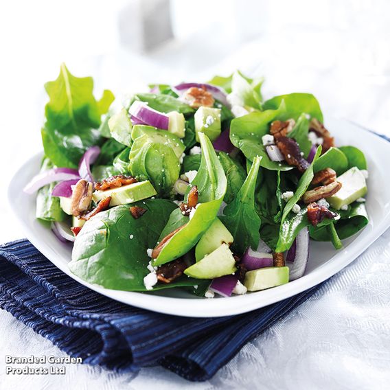 Spinach 'Perpetual' (Spinach Beet)