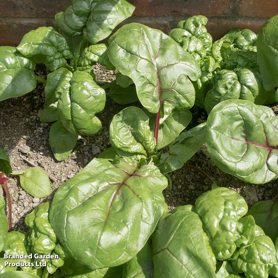 Spinach F1 'Rubino' - Seeds