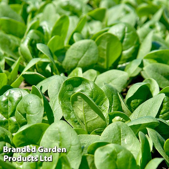 Spinach Santa Cruz F1 - Seeds