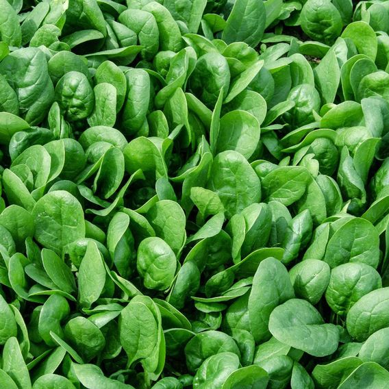 Spinach 'Zisa' F1 - Seeds