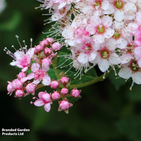 Spiraea japonica 'Little Princess'