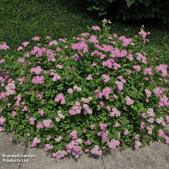 Spiraea japonica 'Little Princess'