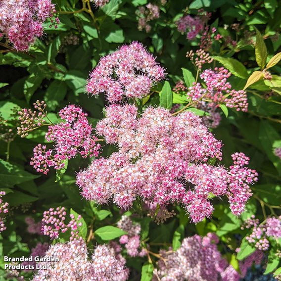Spiraea japonica 'Little Princess'