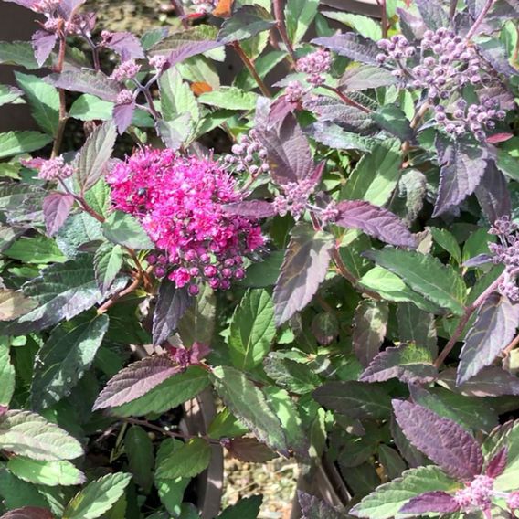 Spiraea japonica 'Merlo Green'