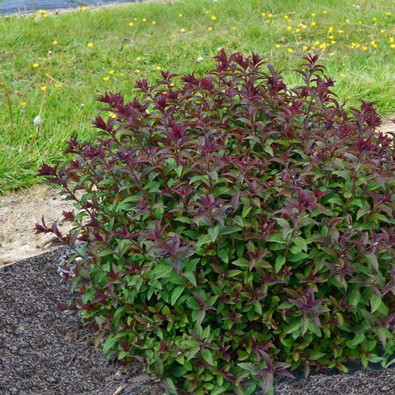 Spiraea japonica 'Merlo Green'