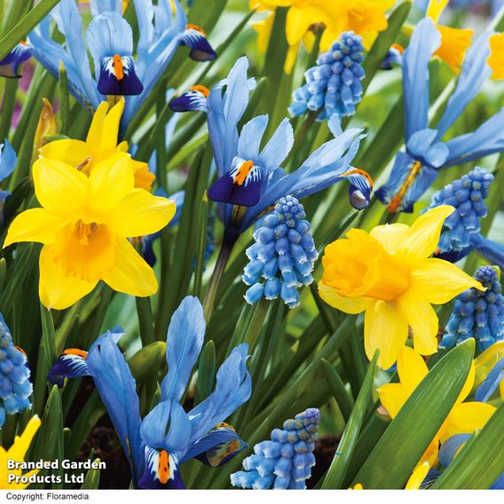 Spring Symphony Bulb Mix