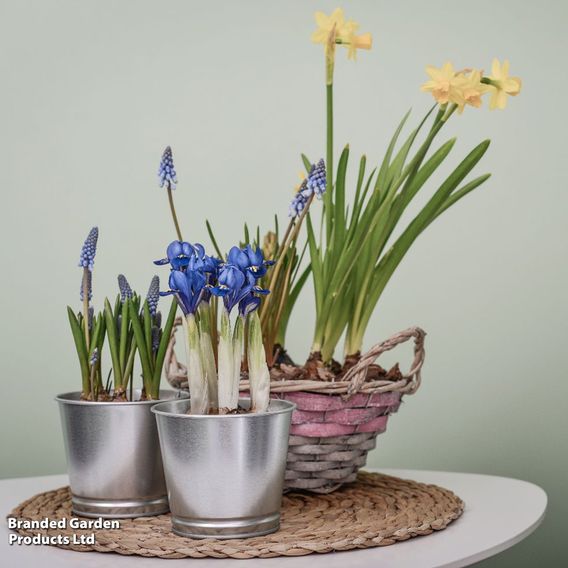 Spring Symphony Bulb Mix