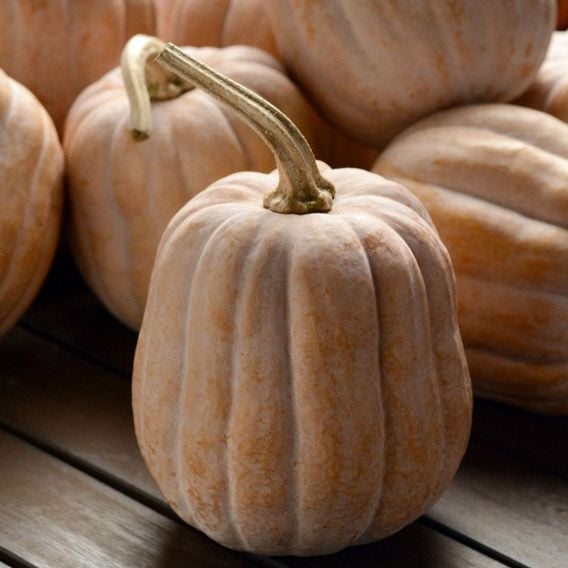 Squash 'Autumn Frost' (Winter) F1 - Seeds
