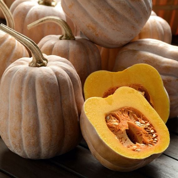 Squash 'Autumn Frost' (Winter) F1 - Seeds