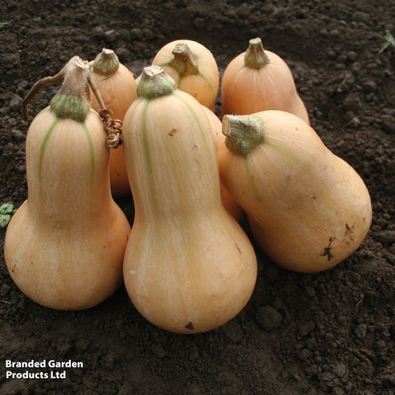 Squash F1 'Hunter' - Seeds
