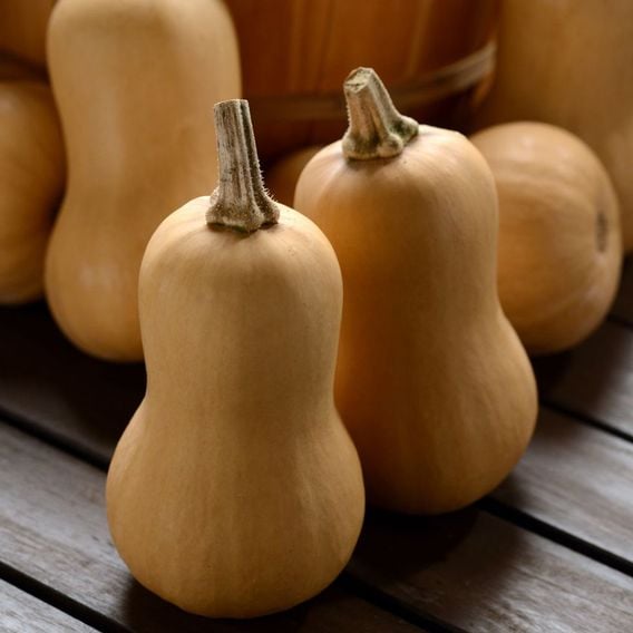 Butternut Squash 'Butterbaby' - Seeds