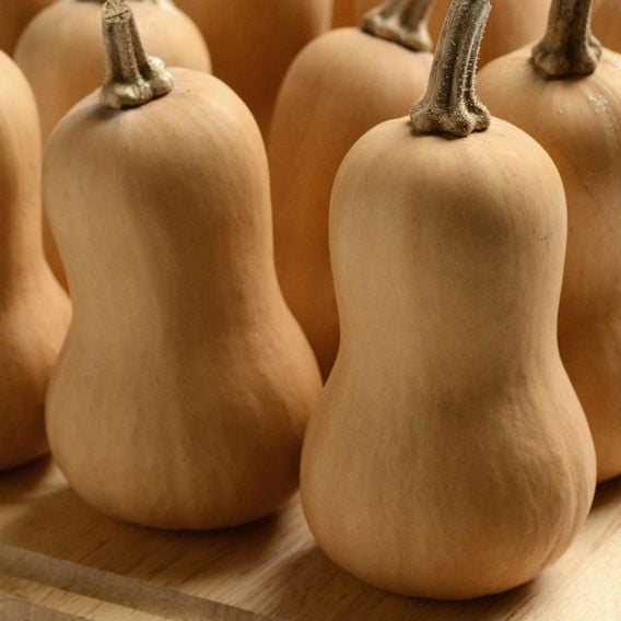 Butternut Squash 'Butterbaby' - Seeds