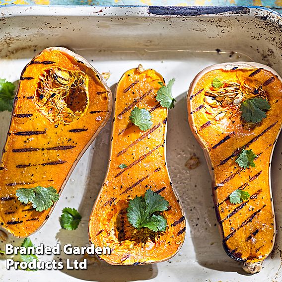 Butternut Squash Butterbush F1 (Winter) - Seeds